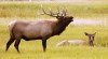 Image of bull Elk bugeling over cow lying down
